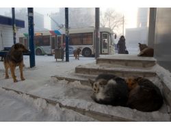 Moskova’da Sokak Köpekleri Bir Kişiyi Parçalayarak Öldürdü