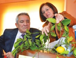 Turunçgil Sarı Damar Açılması Hastalığı Doğu Akdeniz'de Yayılıyor