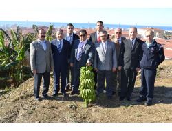 Alanya Cezaevi’nde Üretilen Muzlar Sarartma Tesislerine Satılıyor