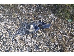 Yayladağı'nda Patlama