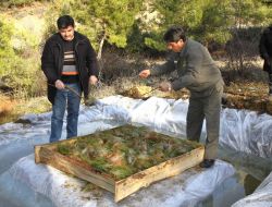 Zararlı Böceklere Karşı Böcekle Mücadele Ediyorlar
