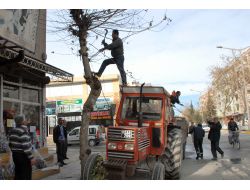 Adıyaman Belediyesi Ağaç Budama Çalışması Başlattı