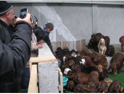 Türkiye Suudi Arabistan’a 6 Milyon Hayvan Satacak