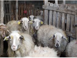 Acıpayam Kaymakamlığı Hayvan Desteklerine Devam Ediyor