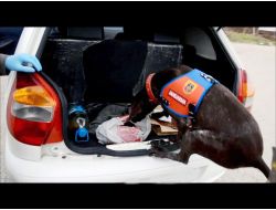 Suriye'den Getirilen 5 Bin Uyuşturucu Hap Ele Geçirildi