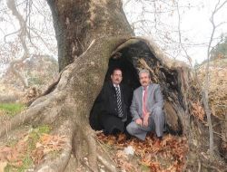 Dev Çınar Ağacı Asırlara Meydan Okuyor