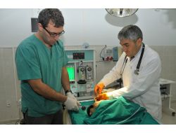 Yaralı Kızıl Şahin, Akü'de Tedavi Edildi, Vücudundan 12 Adet Saçma Çıkartıldı