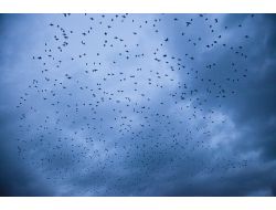 Sığırcık Kuşlarının Dansı Hayran Bıraktı