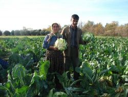 Manavgat'ta Karnabahar Satışları Sezonu 70 Kuruşla Açtı