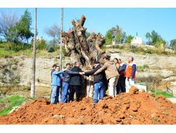 250 Yıllık Dut Ağacı, Yer Değiştirdi