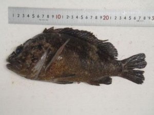 İşte Radyasyonlu Balık