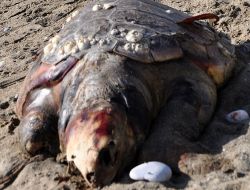 Nesli Yok Olmaya Yüz Tutan ‘caretta Caretta’ Ölüsü Sahile Vurdu