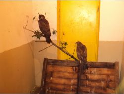 3 Yaralı Doğandan İkisi, Tedavisinin Ardından Doğaya Salındı