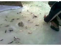 Rusya’da “balık Fıskiyesi” Görüntüleri Tıklama Rekoru Kırıyor