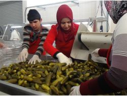 RAHOVA, İLK YIL 250 TON TURŞU ÜRETTİ