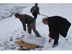 Batman'da Yaban Hayatı İçin Yemleme Çalışması