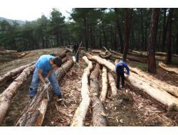 Onlar Da Orman İçindeki Geri Dönüşümcüler
