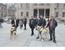 Emıtt Fuarı'nda 'Malaklı' Köpekleri Aksaray'ı Temsil Edecek