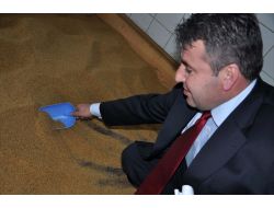 SUSAM KARABORSAYA DÜŞTÜ!