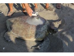 Yeşil Deniz Kaplumbağası Defne, Bardawil Gölü'nü Sevdi