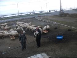 Ordu Damızlık Birliği Üyelerine Kaba Yem Rasyonu Getirdi