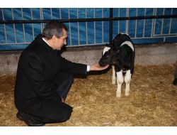 Vali Yazıcı: Tkdk Hibe Destekleriyle Üreticiler Modern Tesislere Kavuşuyor