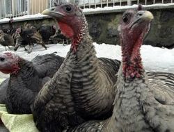 Pazara Getirilen Hindiler Alıcı Bekliyor