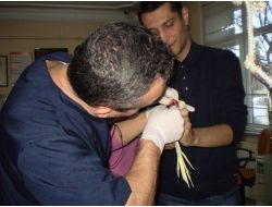 Papağan Miskin'e Tümör Operasyonu