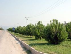 İşadamları, 22 Bin Ağaç Dikti