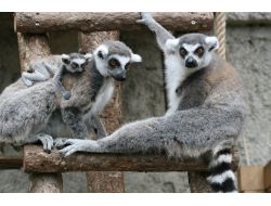 Avrupa’da Hayvanat Bahçeleri 15 Euro, Türkiye'de 3 Tl