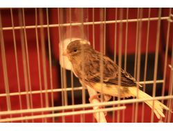 'Bu Kanaryalar Bülbül Gibi Şakıyor'