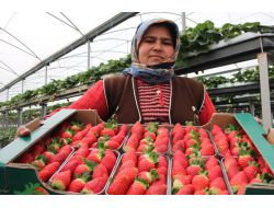 Çilek 30 Değil 3.5 Tl