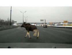 Otobana Geyik Çıkınca