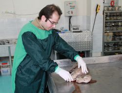 Uludağ Üniversitesi'nde Çift Başlı Buzağı İle Kuzu Dünyaya Geldi