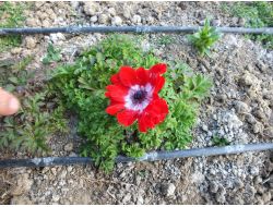 Ünye İlçe Tarım’dan Erbaa'ya Kesme Çiçek İnceleme Gezisi