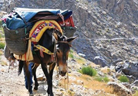 PKK GÜMRÜK KURMUŞ!