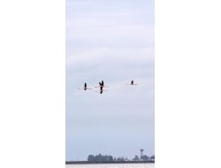 Çukurova Deltası’nda Kış Ortası Su Kuşu Sayımı Yapılıyor