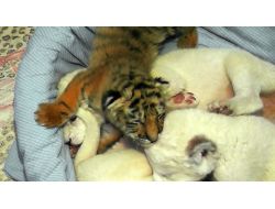 Amur Kaplanı Yavruları Basına Tanıtıldı