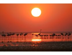 Seyfe Gölü Kuş Cenneti’nin Tanıtıma İhtiyacı Var