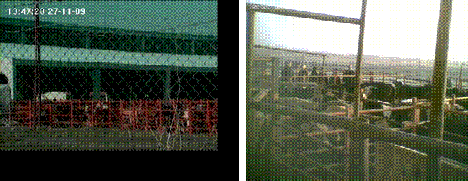 KURBAN VURGUNU SORUŞTURMASI