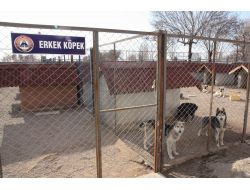 Sokak Hayvanlarına Sahip Çıkan Aksaray Belediyesi'ne Teşekkür