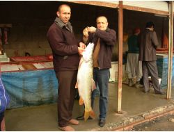 Üniversitenin Araştırmasına Göre Balıkçılar, Avlanma Ve Pazarlamada Deneyimsiz