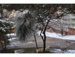 Yozgat’ta Soğuk Hava Ağaç Dallarında Buz Saçakları Oluşturdu