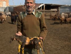 Kktc'de Başsız Doğan Kuzu, Sahibini Şoke Etti (Özel)