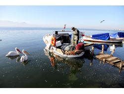 Karşıyaka Sahilleri Pelikanlarla Şenlendi