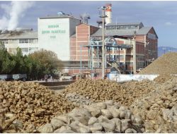 Burdur Şeker Fabrikası'nda 474 Bin Ton Pancar İşlendi