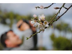 Side'de Badem Ağaçları Çiçek Açtı