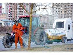 Konya'da Ağaçlar Böcekten Kışlık Yağ İle Korunuyor