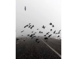 Aç Kalan Kargalar Yolda Can Veriyor