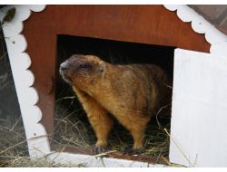 Rusya'da Porsuklar, Hava Tahmininde Bulundu